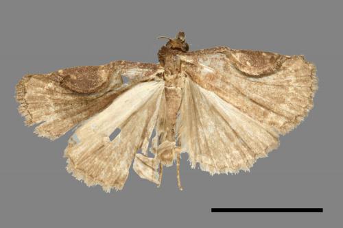 <已分類>Family：Noctuidae[夜蛾科][00011204]