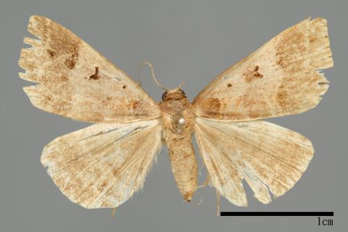 Bertula hadenalis persimilis[00010225]