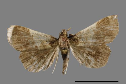 Bertula terminalis[00010308]