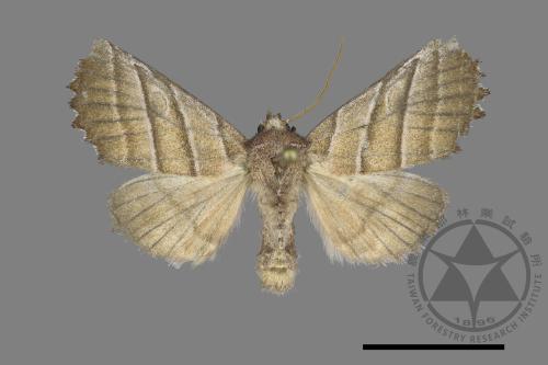 Pygopteryx fulva[00140931]