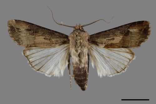 Agrotis ipsilon[小地老虎][00091648]
