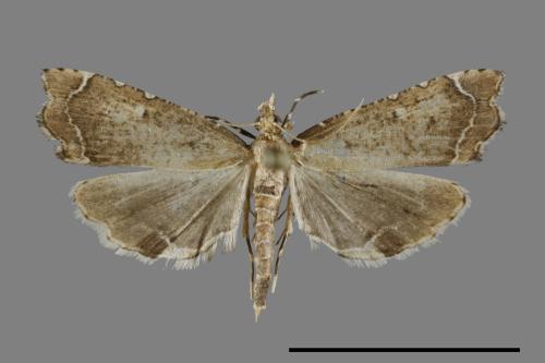 <已分類>Family：Crambidae[草螟科][00094841]