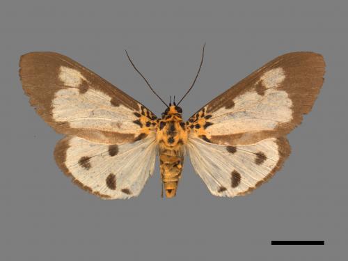 Asota plana lacteata[長斑擬燈蛾][00045598]