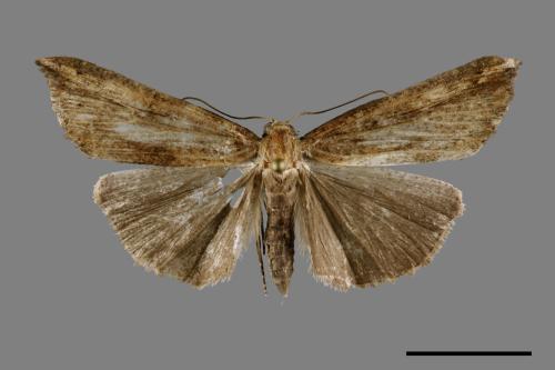 <已分類>Genus：Hypena[00091821]