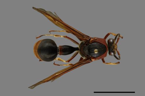 Oreumenes decoratus[00012005]