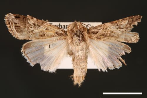 Spodoptera litura[斜紋夜蛾][00002853]