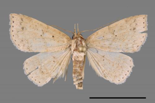<已分類>Family：Geometridae[尺蠖蛾科][00032055]