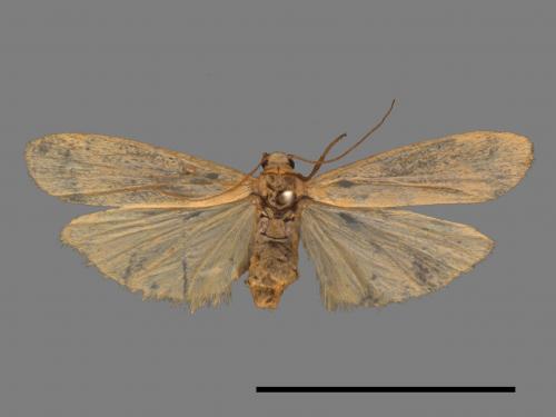 Tigrioides immaculatus[黃苔蛾][00018494]
