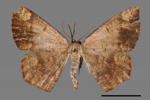 Pelalostega deletaria[枯斑尺蛾][00042064]