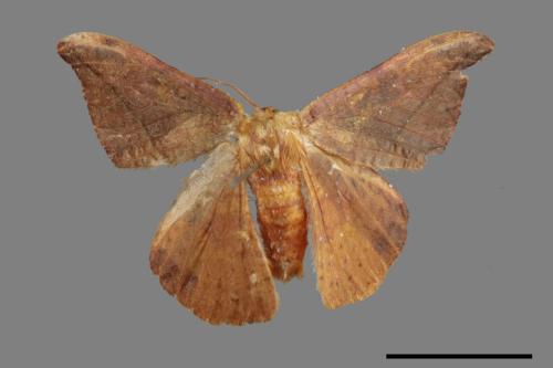 Oreta brunnea[褐鉤蛾][00020105]