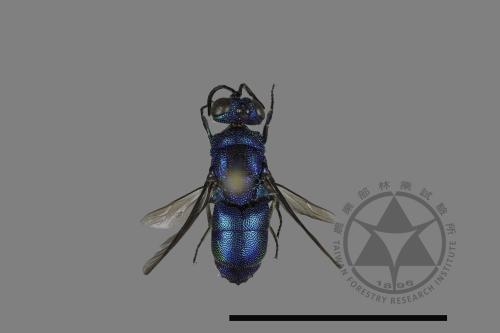 <已分類>Family：Chrysididae[青蜂科][00119366]