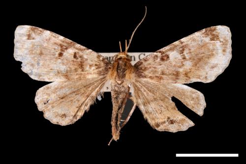 <已分類>Family：Noctuidae[夜蛾科][00007602]