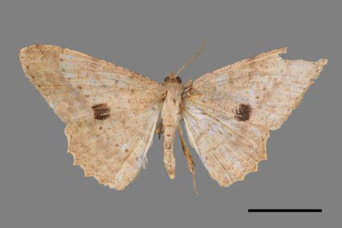 Luxiaria mitorrhaphes[雙斑鈎尺蛾][00044900]