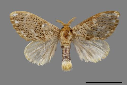 Euproctis inornata[00034357]