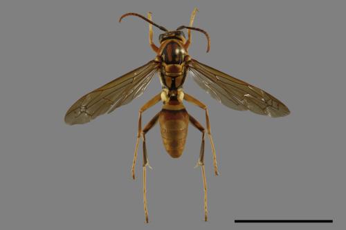 Polistes formosanus[00093491]