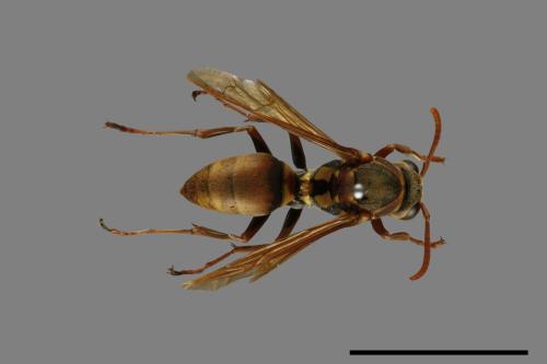 Polistes takasagonus[雙斑長腳蜂][00072680]