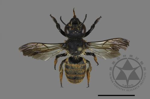 Megachile takaoensis[00198454]