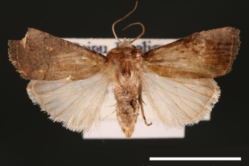 Athetis cognata[00003201]