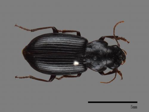 <已分類>Family：Carabidae[步行蟲科][00082934]