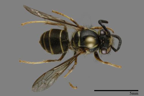 Vespula flaviceps[細黃胡蜂][00120608]