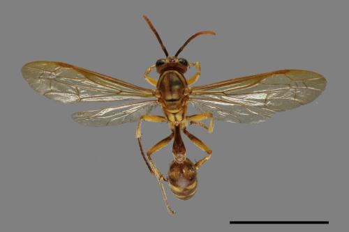 Parapolybia takasagona[00078558]