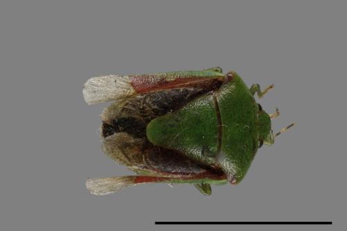<已分類>Genus：Plautia[00026521]