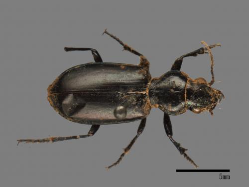 <已分類>Family：Carabidae[步行蟲科][00080841]