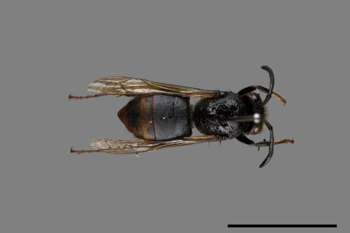 Vespula flaviceps[細黃胡蜂][00073165]