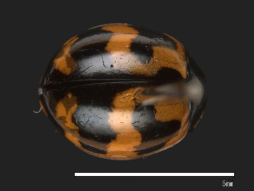 Coccinella transversalis[狹臀瓢蟲][00088811]