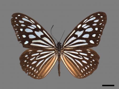 Ideopsis similis[琉球青斑蝶][00026744]