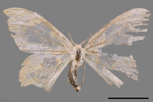 Macrauzata fenestraria insulata[台灣窗翅鉤蛾][00052449]