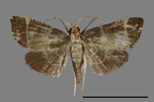 <已分類>Family：Pyralidae[螟蛾科][00099714]