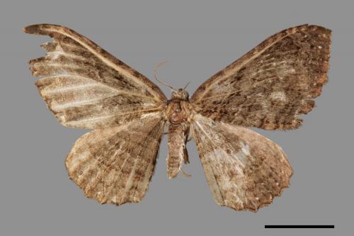 Telenomeuta punctimarginaria[緣點褐波尺蛾][00069039]