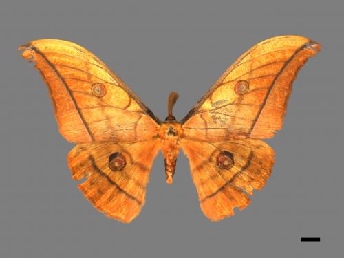 Antheraea yamamai superba[大透目天蠶蛾][00016039]