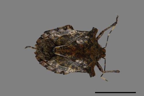 <已分類>Genus：Placosternum[00049501]