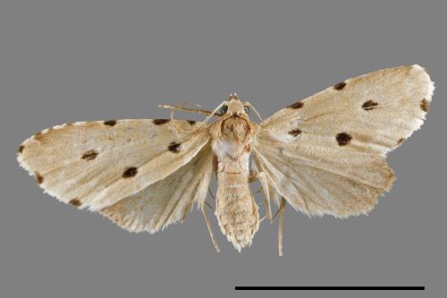 Metaemene atrigutta maculata[麗夜蛾][00009027]