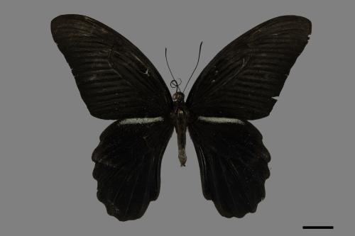 Papilio protenor protenor[黑鳳蝶][00101143]