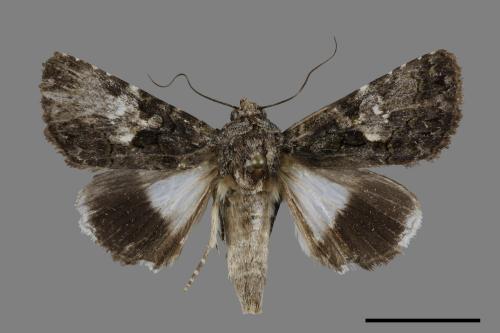 Aedia leucomelas[00119844]
