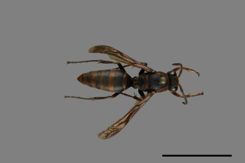 Polistes eboshinus[姬長腳蜂][00072600]