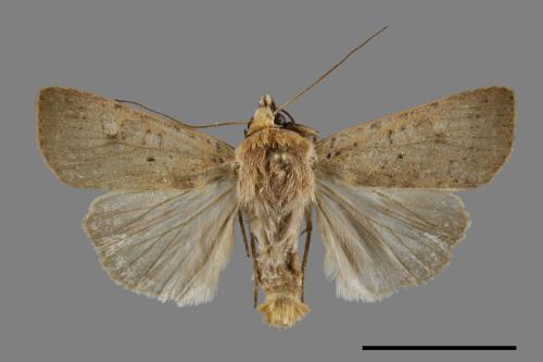 Diarsia canescens[灰歹夜蛾][00091693]
