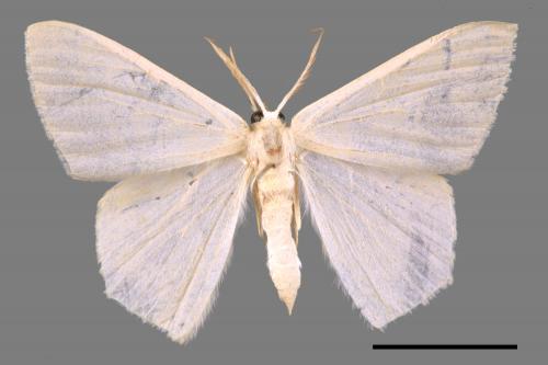 Thalassodes immisarius opalinus[粗脛翠尺蛾][00055392]