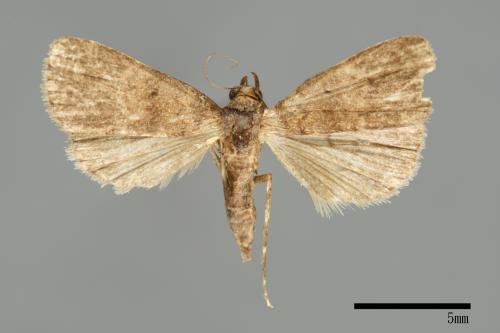 <已分類>Family：Noctuidae[夜蛾科][00010963]
