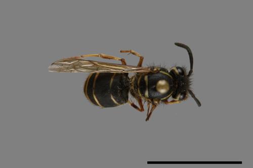 Vespula flaviceps[細黃胡蜂][00073397]