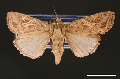 Spodoptera litura[斜紋夜蛾][00002823]