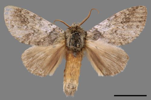 Pseudofentonia nigrofasciata[00055220]