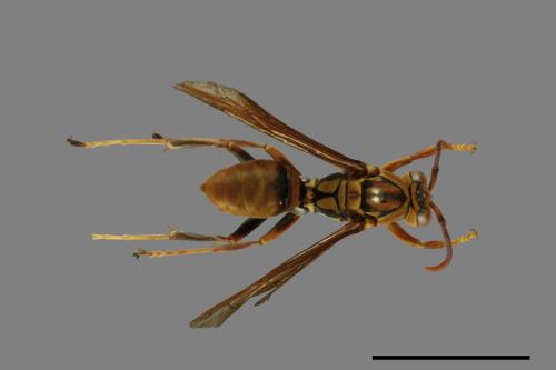 Polistes formosanus[00101489]