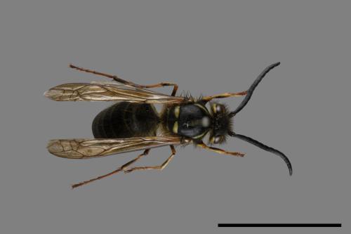 Vespula flaviceps[細黃胡蜂][00072918]