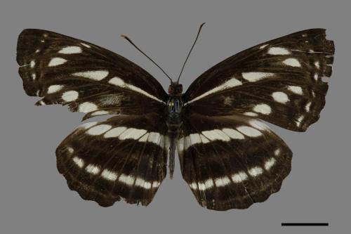 Neptis nata lutatia[臺灣三線蝶][00101150]