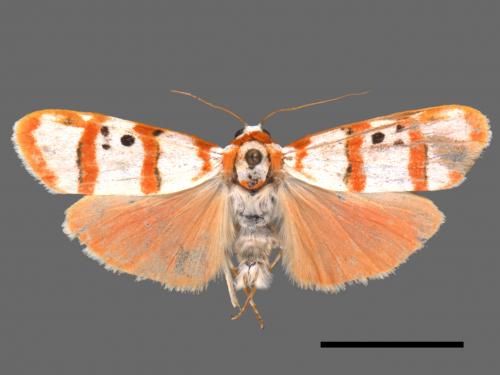 Cyana quadripartita[三斑叉紋苔蛾][00036011]