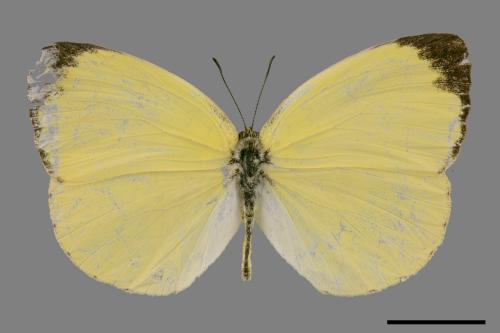 Eurema blanda arsakia[臺灣黃蝶][00027426]